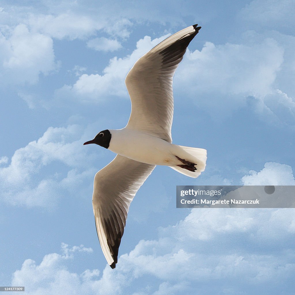 Seagull flies alone under blue sky and cloud