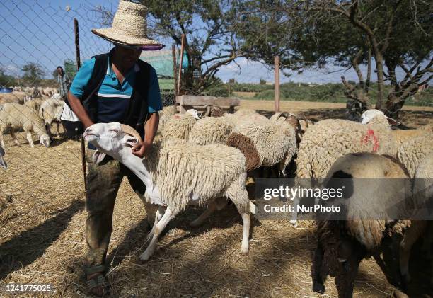 Selling live sheep at a local livestock market ahead of Aid al-Adha in Algiers, Algeria on July 7, 2020