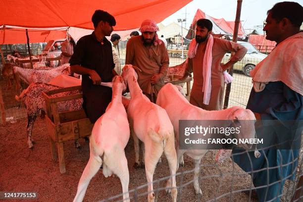 Customers bargaining with vendors at livestock market in Islamabad on July 8 ahead of Eid al-Adha, the feast of the sacrifice marking the end of the...