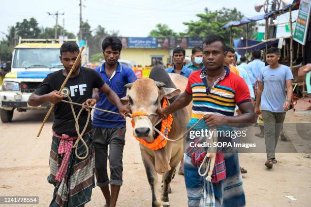 Buyers return home after buying a cow from a cattle market ahead of the Muslim festival of Eid al-Adha in Dhaka. Eid al-Adha, feast of the sacrifice,...