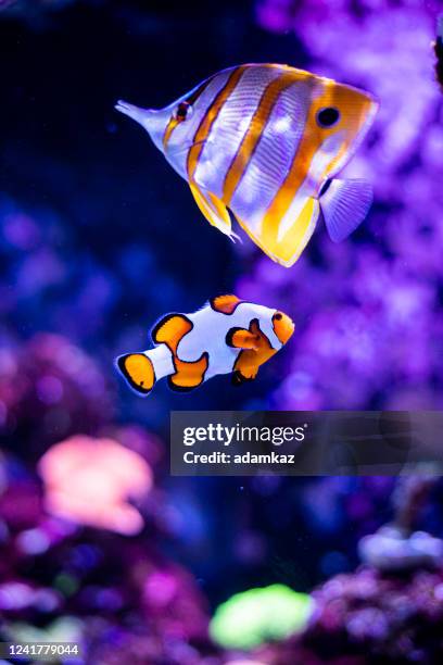 clownfish in fish tank - coral colored stock pictures, royalty-free photos & images