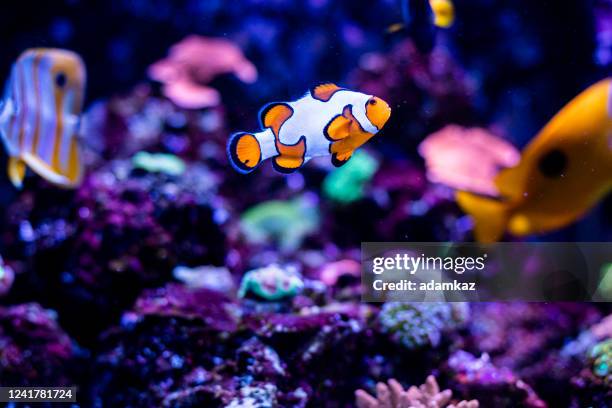 clownfish in vissentank - anemonefish stockfoto's en -beelden