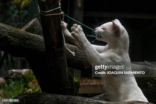 The first albino feline found in Colombia is seen at the Conservation Park in Medellin, Colombia, on July 8, 2022. - Although the race of the feline...