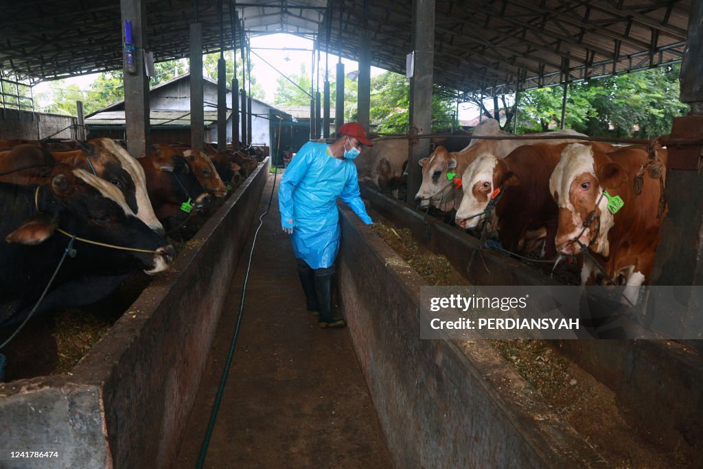 INDONESIA-AGRICULTURE-ANIMALS-FARM