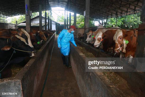 This picture taken on June 16, 2022 shows a man inspecting cattle in Bandar Lampung, Lampung province, amid an outbreak of foot-and-mouth disease. A...