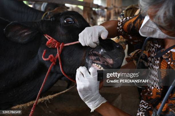 This picture taken on June 16, 2022 shows a veterinarian inspecting cattle for foot-and-mouth disease in Bandar Lampung, Lampung province. A...