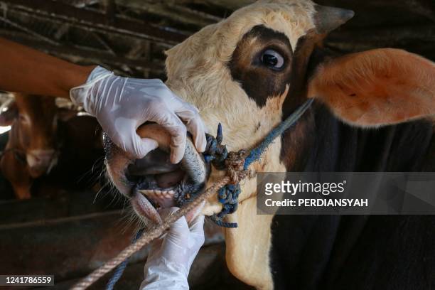 This picture taken on June 24, 2022 shows a veterinarian inspecting cattle for foot-and-mouth disease in Bandar Lampung, Lampung province. A...