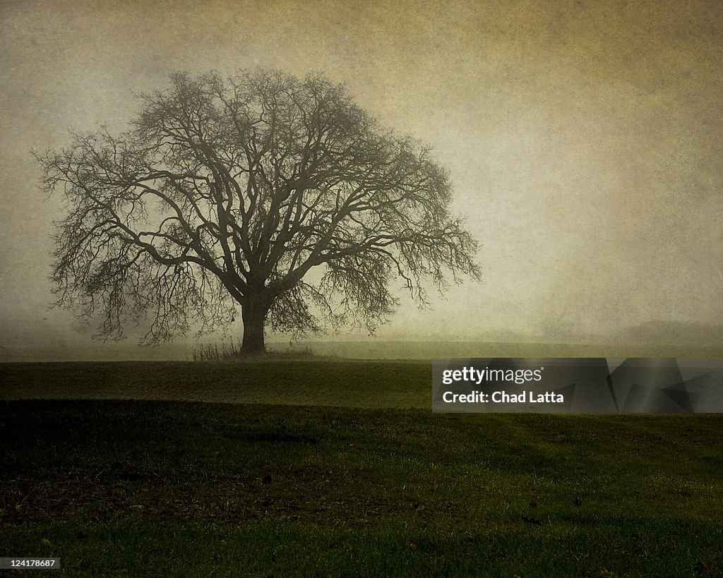 Oak tree in field