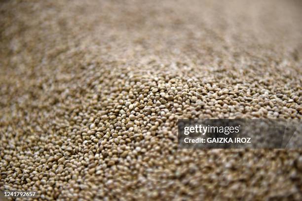 This picture taken on June 27 shows hemp seeds at the company "Les Chanvres de l'Atlantique" which uses hemp in the form of oil for cosmetics, seed...