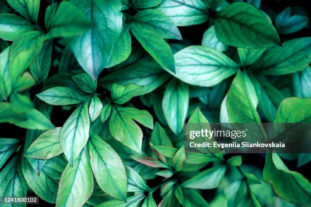 green leves of peony outdoors. - small-bunch-of-flowers stock pictures, royalty-free photos & images