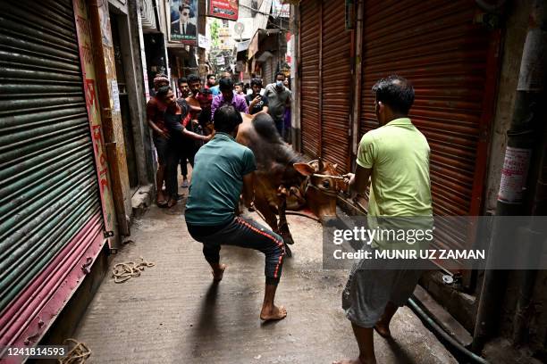 Muslim devotees prepare to slaughter a bull after their Eid al-Adha prayers, the feast of the sacrifice marking the end of the Hajj pilgrimage to...