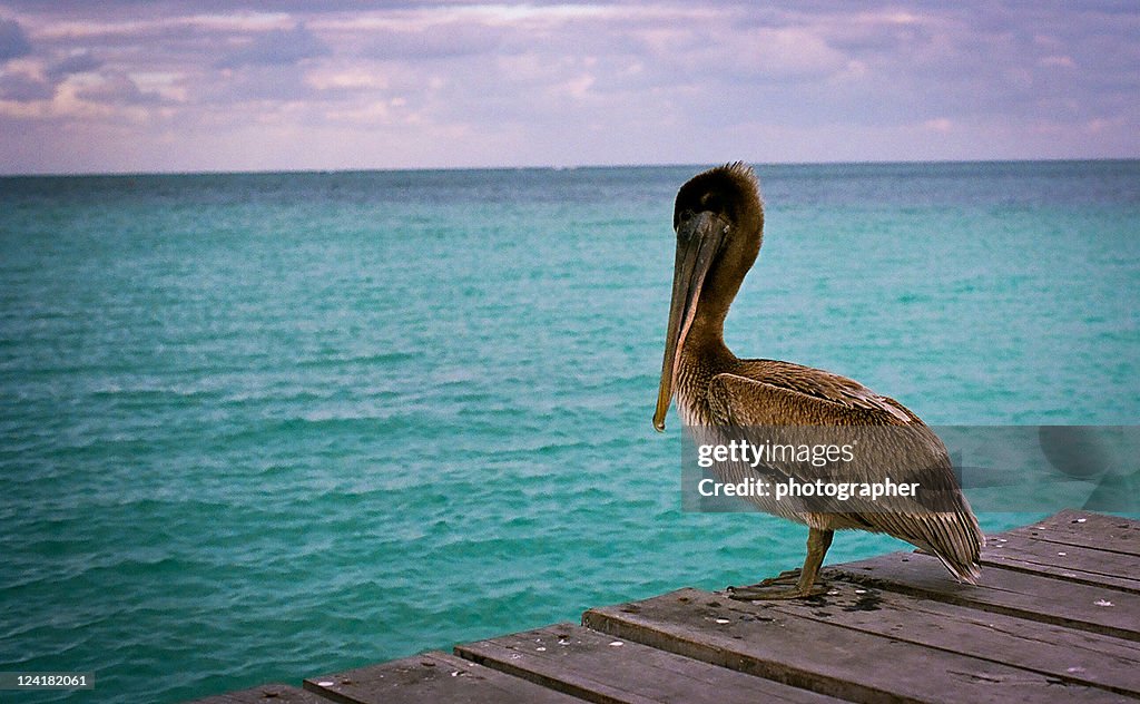 Pelican