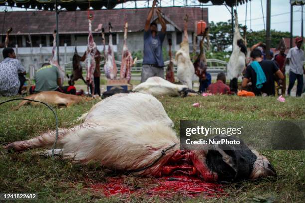 Graphic content) Indonesian Muslims are seen slaughtering sacrificial animals during the Eid al-Adha celebration at the Syuhada Mosque, Lhokseumawe,...