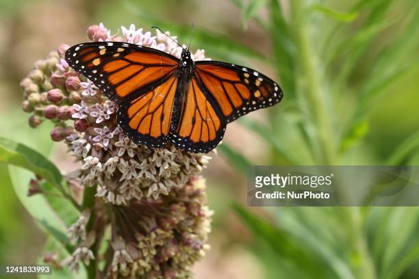 Monarch butterfly on a milkweed plant flower in Toronto, Ontario, Canada, on July 08, 2022.