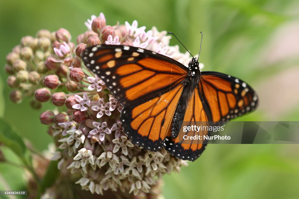 Monarch Butterfly