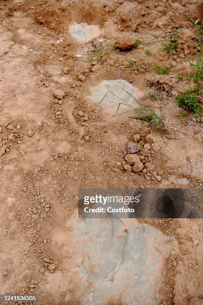 Fossil dinosaur footprints are seen in Lishi Village, Guocun Town, Xuanhua District, Zhangjiakou City, Hebei Province, July 11, 2022. Recently,...