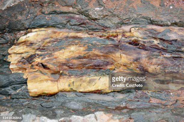 Tree fossils are seen at the dinosaur footprint fossil site in Lishi Village, Guocun Town, Xuanhua District, Zhangjiakou City, Hebei Province, July...