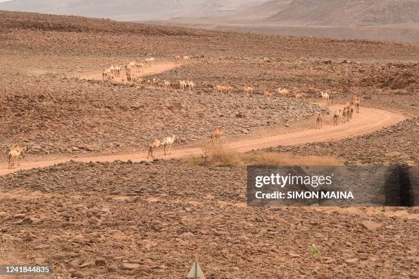 This photograph taken on July 11 shows a herd of camels walking towards Lake Turkana in the Loiyangalani area where families affected by the...