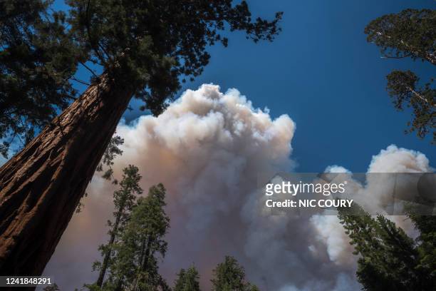 Large plume from the Washburn Fire rises over Mariposa Grove in Yosemite National Park, California, July 11, 2022. Hundreds of firefighters scrambled...