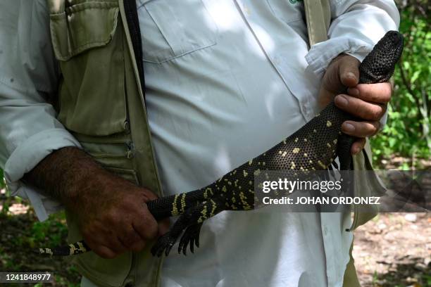 Juan Alvarado of the National Council of Protected Areas , holds a Heloderma horridum charlesbogerti, an endemic lizard in danger of exitincion,...