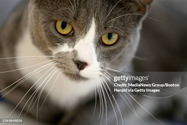 280 Animal Rescue League Of Boston Photos and Premium High Res Pictures - Getty Images 280 Animal Rescue League Of Boston Photos and Premium High Res Pictures - Getty Images