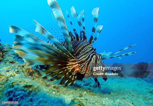 Lionfish is seen as divers observe marine life offshores of ancient city of Korykos, on the tentative list of UNESCO World Heritage in Erdemli...