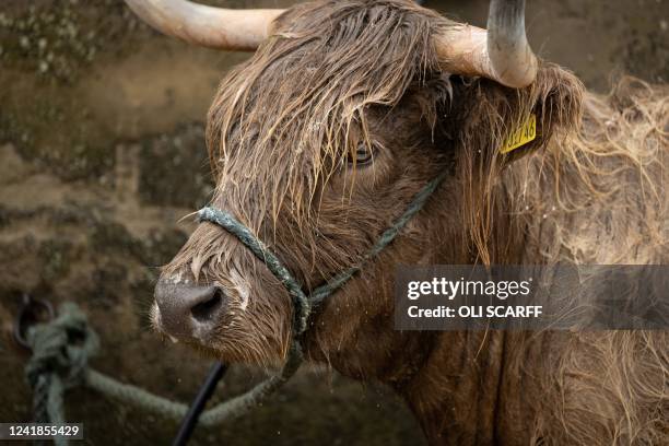 Highland cattle are washed before being judged on the first day of the Great Yorkshire Show in Harrogate, northern England on July 12, 2022. The...