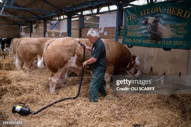 Man uses an air blower to groom Simmental cattle before being judged on the first day of the Great Yorkshire Show in Harrogate, northern England on...