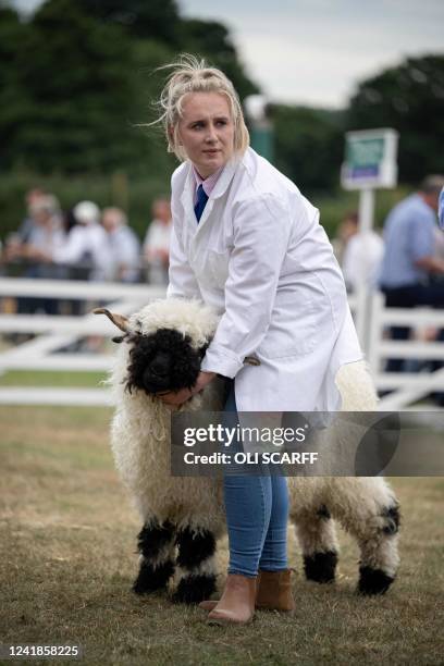 Handler holds her Valais Blacknose sheep as it is judged on the first day of the Great Yorkshire Show in Harrogate, northern England on July 12,...