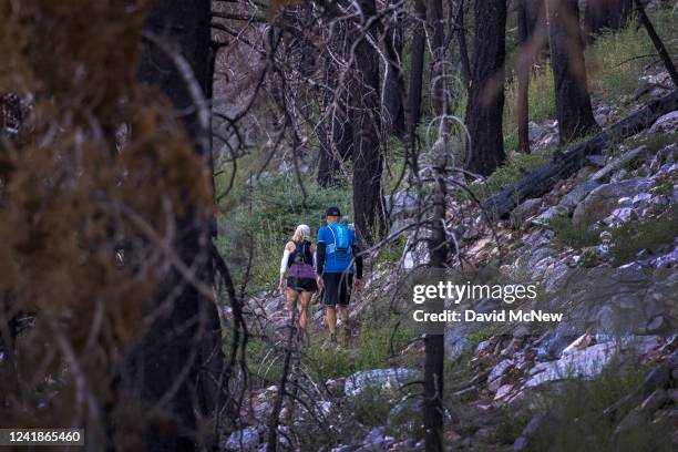 People walk through a charred forest as prickly poppies are triggered to bloom in a landscape that burned in the 2020 El Dorado Fire, on July 12,...