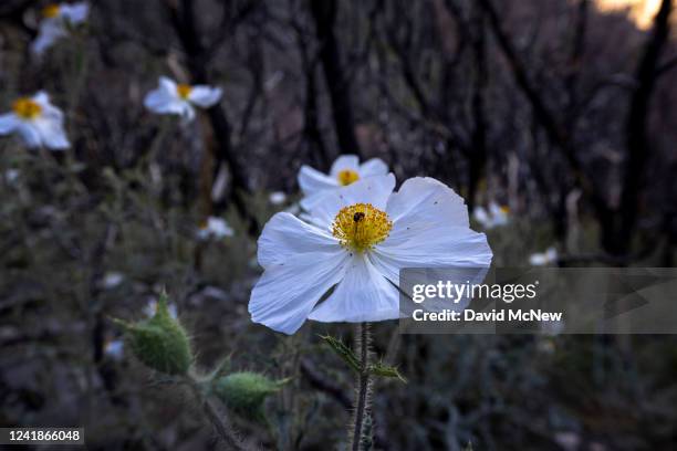 Prickly poppies bloom in a landscape that burned in the 2020 El Dorado Fire, on July 12, 2022 in the San Gorgonio Wilderness near Angelus Oaks,...