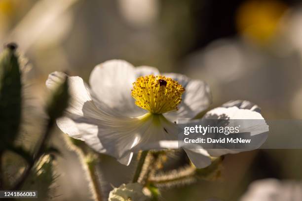 Prickly poppies bloom in a landscape that burned in the 2020 El Dorado Fire, on July 12, 2022 in the San Gorgonio Wilderness near Angelus Oaks,...