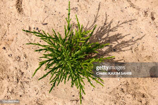 This picture taken on April 15, 2022 shows a view of the succulent salicornia plants growing on a farm in the desert outside the Gulf emirate of...