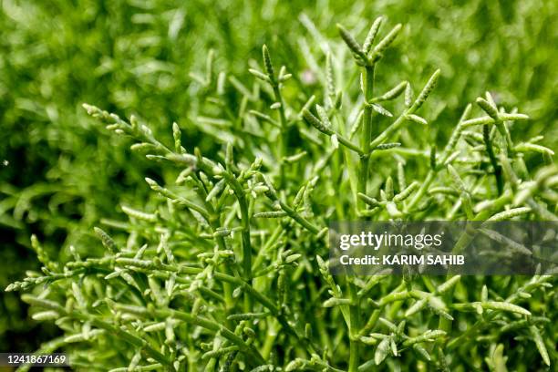 This picture taken on April 15, 2022 shows a view of the succulent salicornia plants growing on a farm in the desert outside the Gulf emirate of...