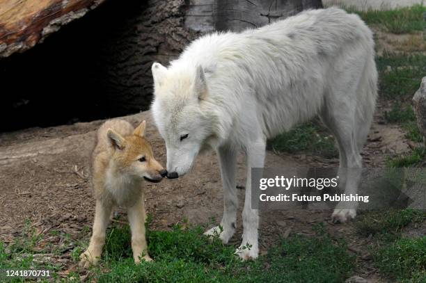 Ukraine Wolves Wolf In Zoo Photos and Premium High Res Pictures - Getty Images