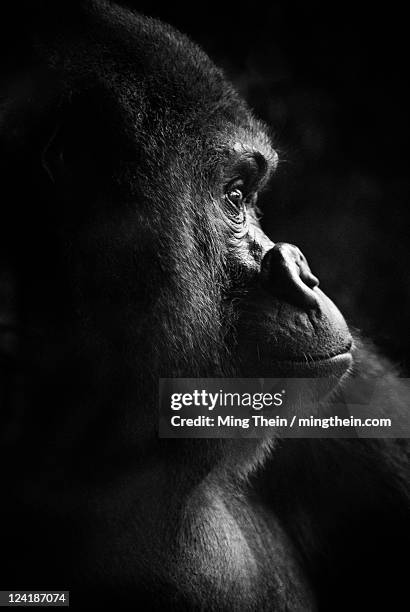 gorilla portrait monochrome low key - ゴリラ ストックフォトと画像