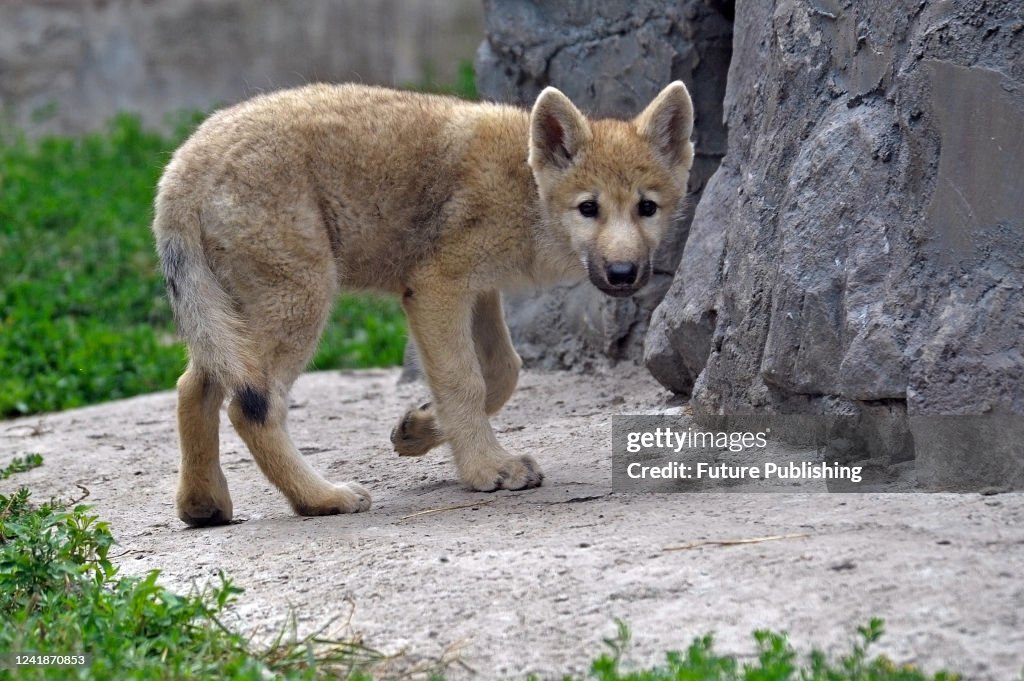 Arctic wolves with offspring in Podolskyi Zoo