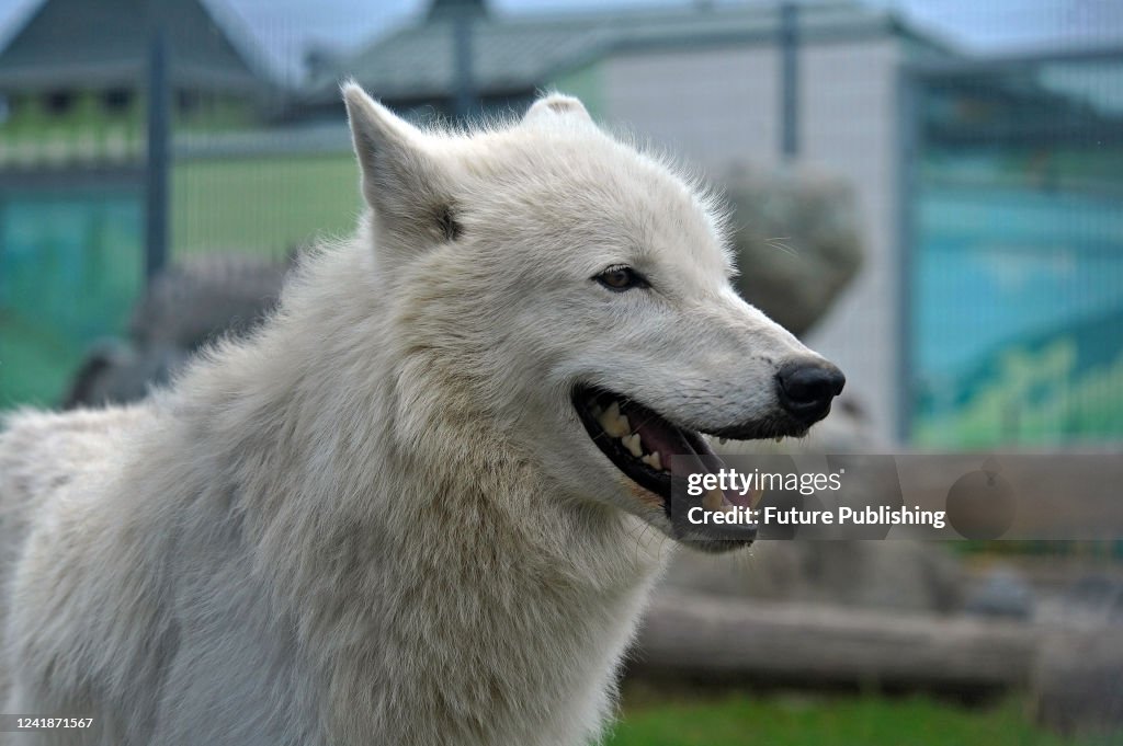 Arctic wolves with offspring in Podolskyi Zoo