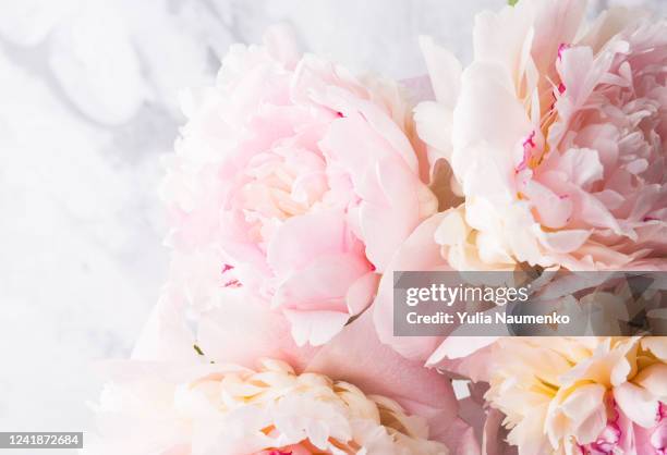 beautiful bouquet of fresh pink peony flowers in full bloom on gray background, close up, top view. copy space. concept of happy mother's day, birthday card or valentine's day. - peony petal stock pictures, royalty-free photos & images