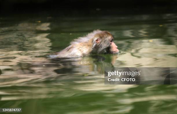 Monkeys cool off in water at The Hongshan Forest Zoo in Nanjing, East China's Jiangsu Province, July 13, 2022.