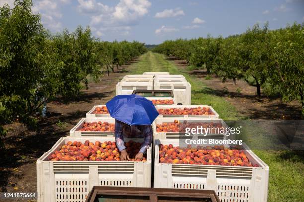Worker organizes peaches during a harvest in Reynolds, Georgia, US, on Friday, July 8, 2022. Despite their ubiquitous association with the state,...