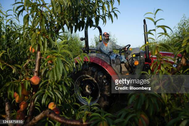 Worker drives a tractor past a peach orchard in Reynolds, Georgia, US, on Friday, July 8, 2022. Despite their ubiquitous association with the state,...