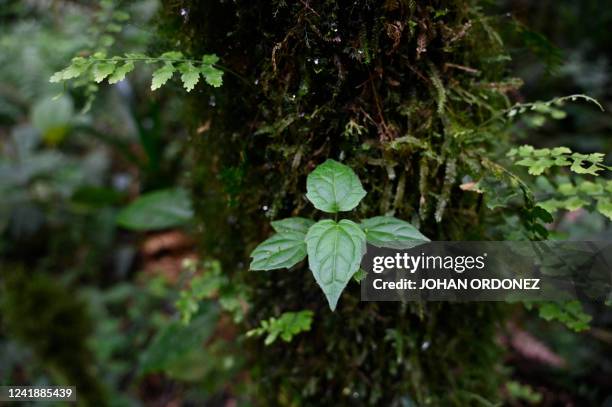 11 Concepción Las Minas Stock Photos, HighRes Pictures, and Images