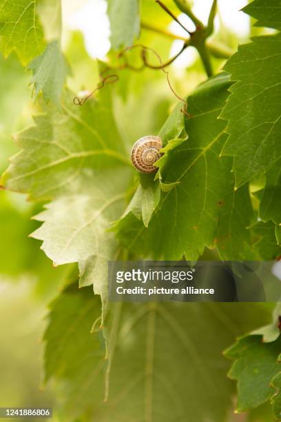 July 2022, Portugal, Tomar: A snail shell sticks to a leaf of a vine. Photo: Viola Lopes/dpa