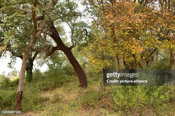 July 2022, Portugal, Tomar: Leaves of young cork oaks have turned reddish in a grove due to the persistent heat and drought. Many regions of southern...