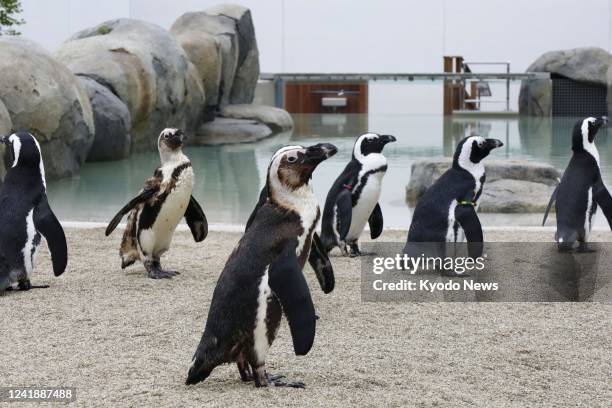 Penguins are pictured at Sendai Umino-Mori Aquarium in Sendai, northeastern Japan, on July 14, 2022.