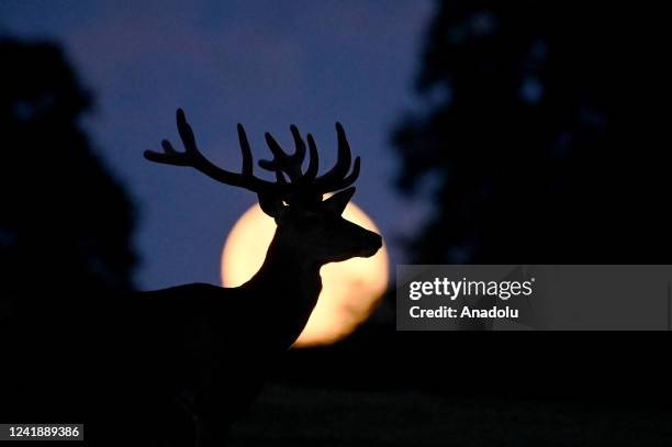 Full super moon known as the "Buck Moon" is seen as a deer grazes outside the village of Taarbaek, some 15 km north of Copenhagen, on July 14, 2022.