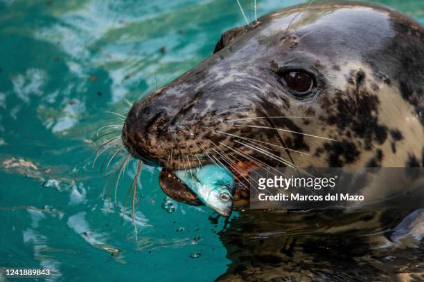 Grey seal eating frozen fish to cool off in the Zoo Aquarium during a heat wave that is hitting Spain. High temperatures are causing the second...