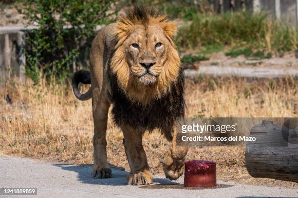 Lion approaches to a block of ice with meat and blood so it can refresh and cool off in the Zoo Aquarium during a heat wave that is hitting Spain....
