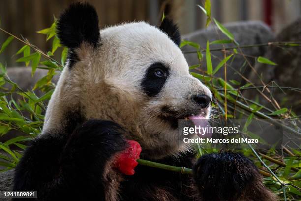 Panda Bear eating a watermelon ice cream and fruits so it can cool off in the Zoo Aquarium during a heat wave that is hitting Spain. High...